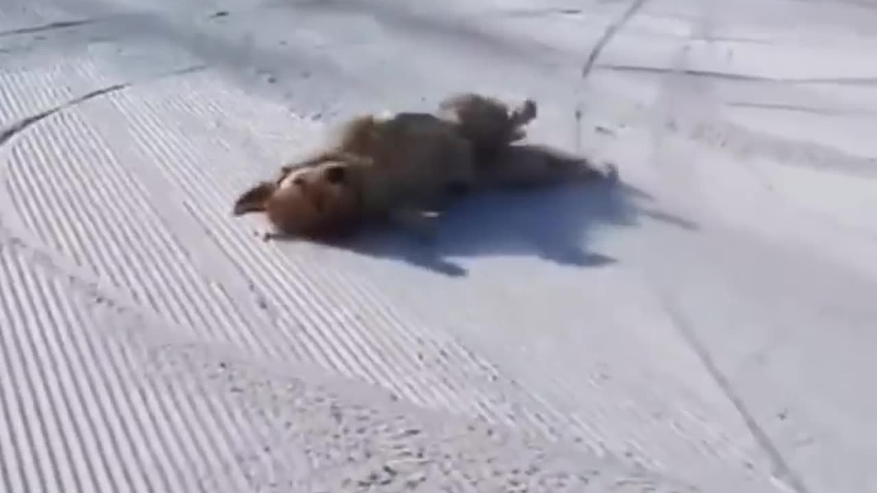 Cat cata
