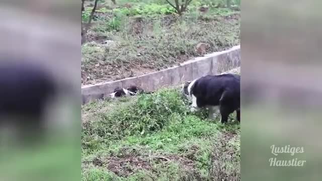 Pets having fun with their lovely little ones