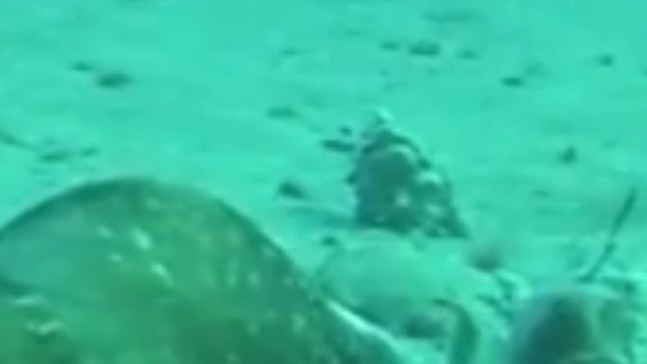 Octopus attack