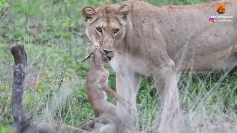 Baby Impala Fights Back With Head inside Lion's Mouth
