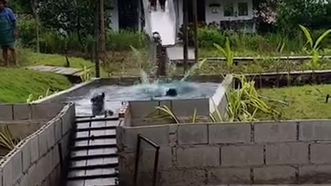 Funny Moments "Pig in Swimming Pool"