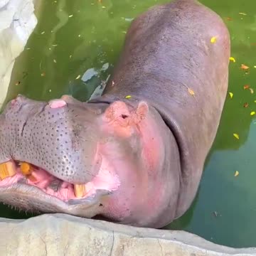 067😅😁😁😃🙁😣😖😥70 The hippopotamus not only has 12 big teeth on the outside, but also has 4 rows