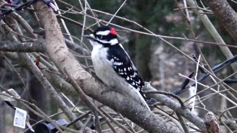 Downy Woodpecker