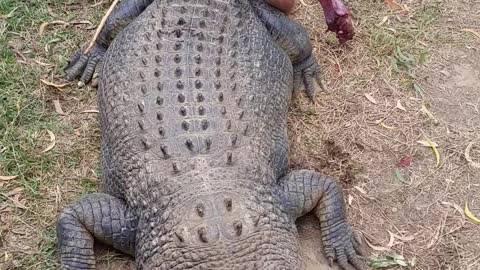 Crocodile cowboy full video