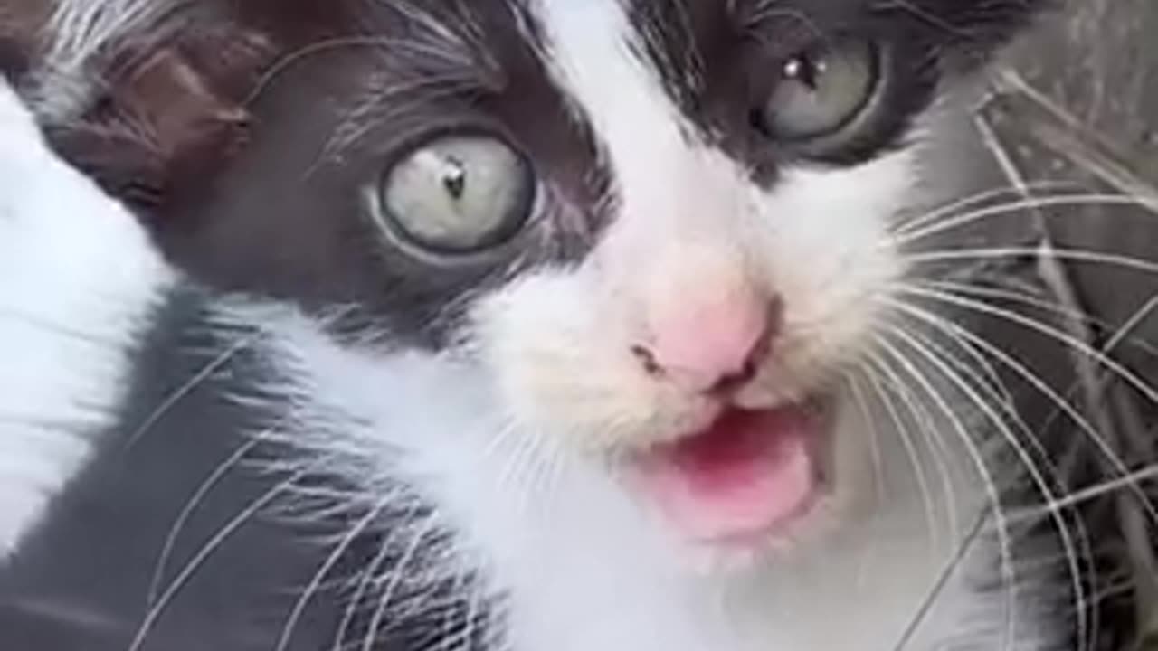 Amazing cat 🐈 trending video