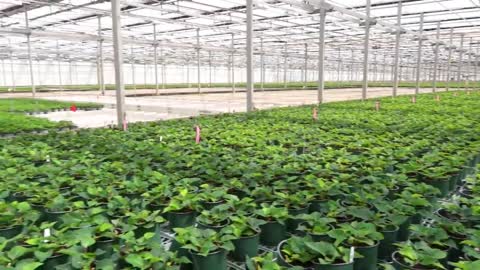 Tour of the Largest Single Site Greenhouse in the World with Me!