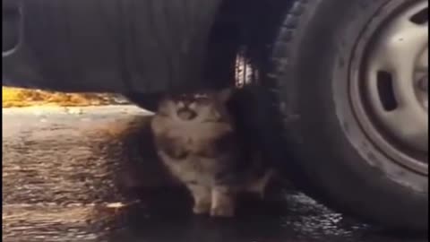 Funniest Animals Cats Videos Compilation 🤗💩🐶