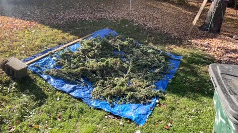 Marijuana harvest laid out on plastic sheeting October 2024