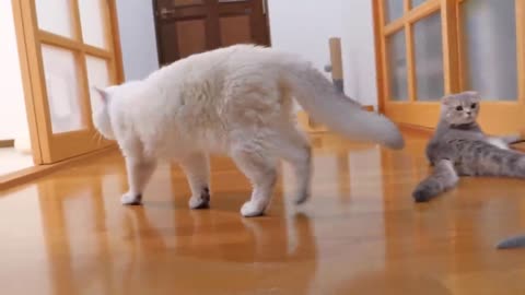 The kitten approaching the daddy #cat #cute #kitten #pets #meow #videos #shorts #dog.