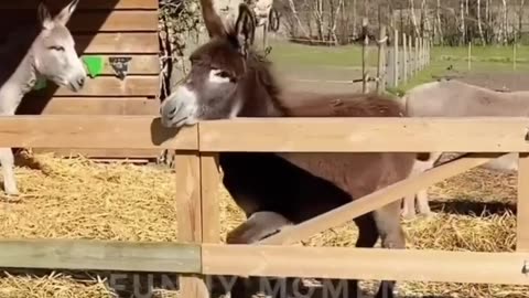 Funny cat videos