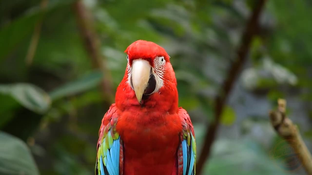 Beautiful Birds Stock Footage Royalty Free, No Copyright, Free Download #royaltyfree #birds