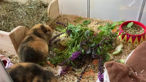 Fresh basil for my Guinea pigs