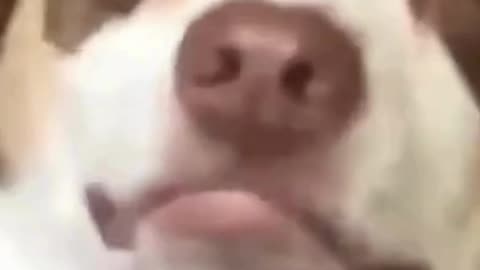 Funny Animal Compilation 😂😂😂😂