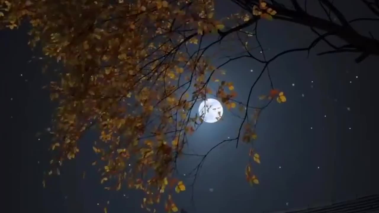 Moon View From Tree