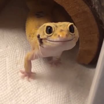 Smiling Gecko! :)