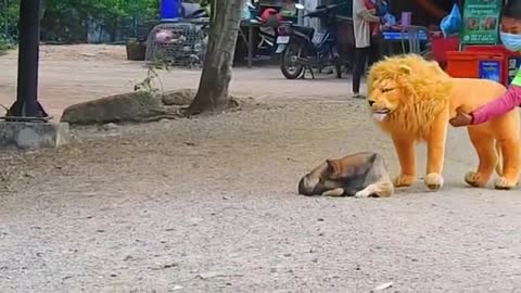 Troll Prank Dog Funny & fake Lion and Fake Tiger Prank To dog