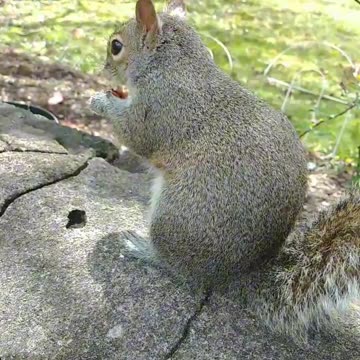 She's coming to get her pecan!!! Love her🐿️❤️