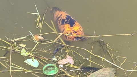 Koi fish in pond