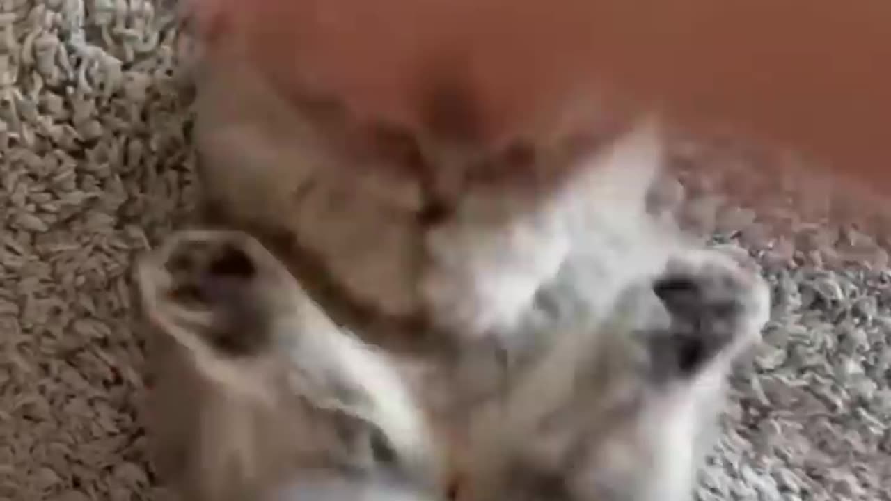 Funny 🤣 cat fight