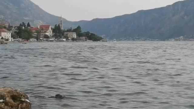 This is not a cat or a dog but worth a look #7