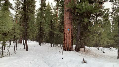 Mighty Ponderosa Pine Splits at Top – Ochoco National Forest – Bandit Springs Sno-Park – 4K