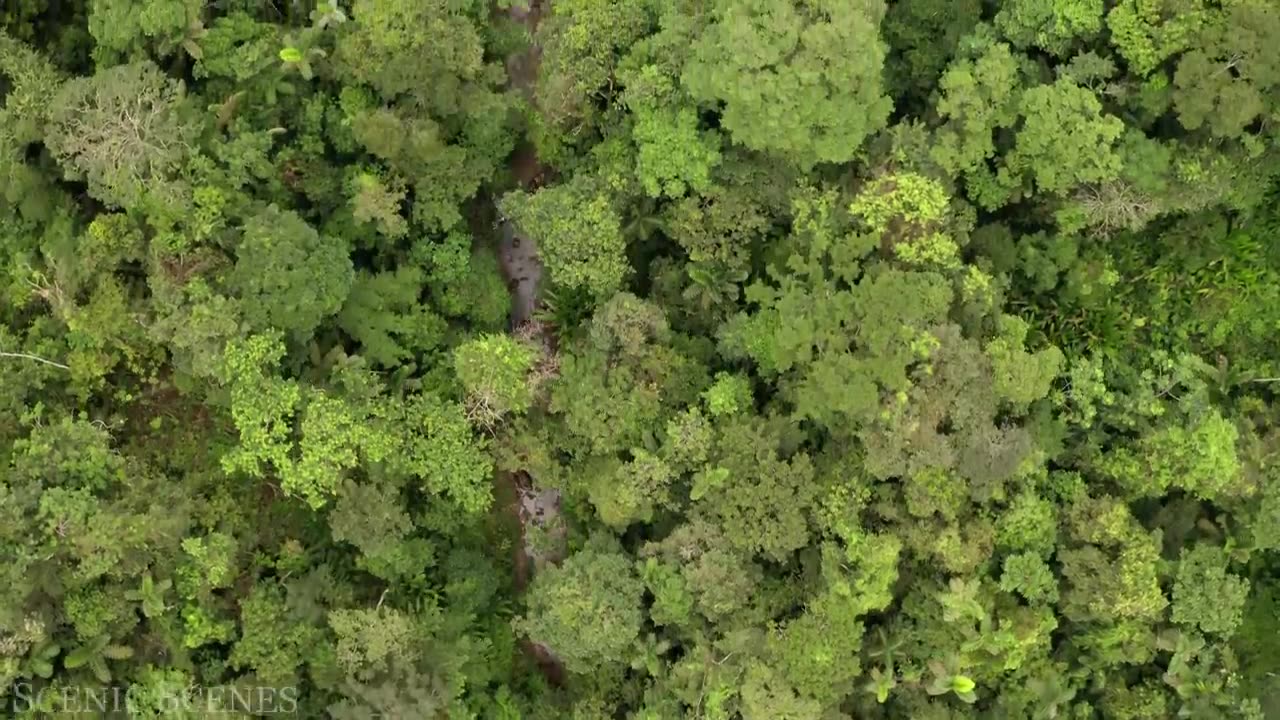 Amazon 4k - The World’s Largest Tropical Rainforest Part 2 | Jungle Sounds | Scenic Relaxation Film