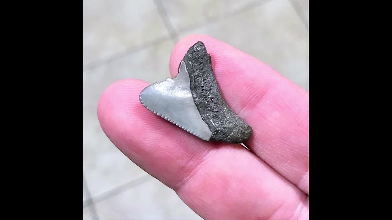 Megalodon Baby Shark Tooth 1 Inch Long