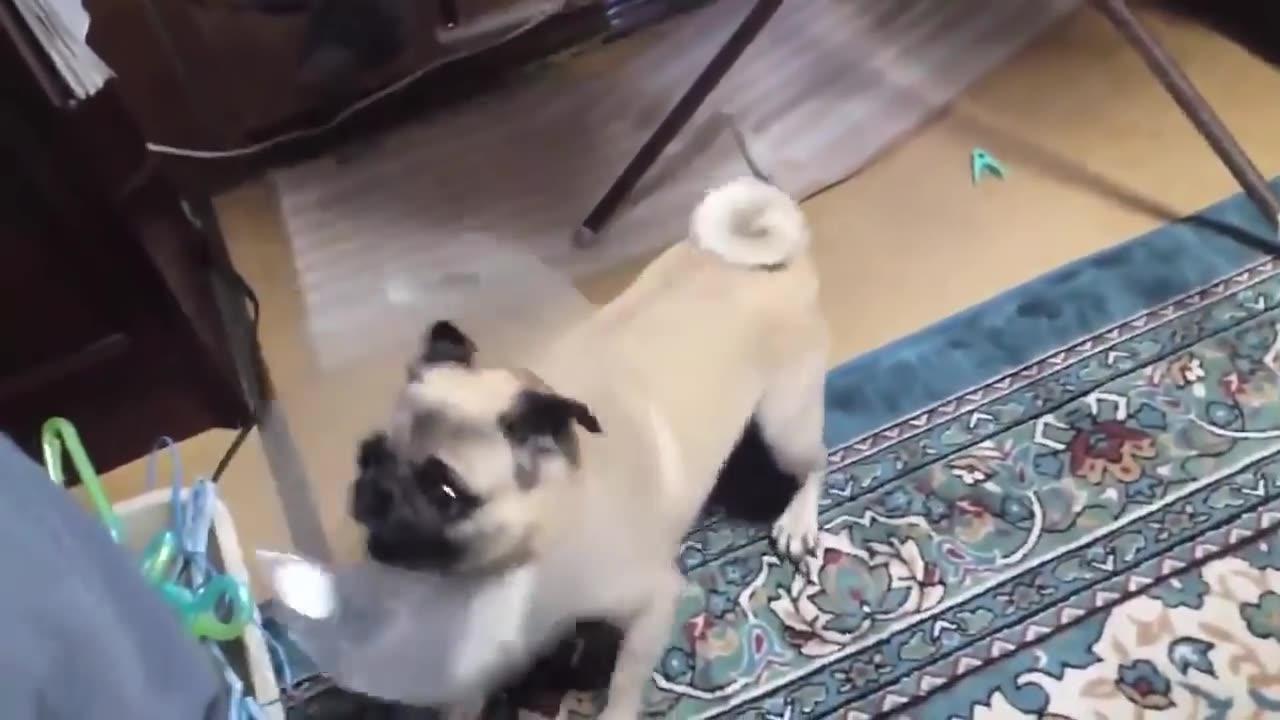 FUNNY DOGS BARKING.VIRAL VIDEOS