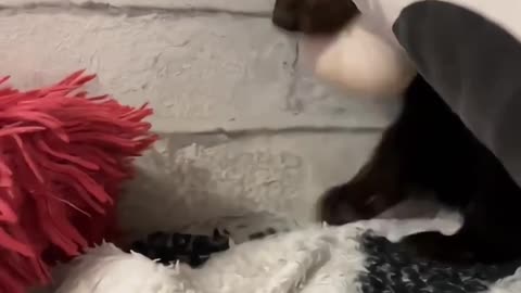 Cute little animals9