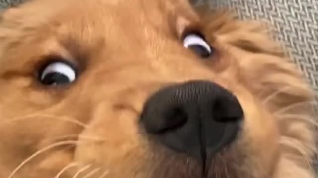 Cute and funny dog videos