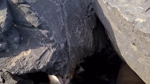 Poor mother cat hiding in the cliffs to protect her Kittens.