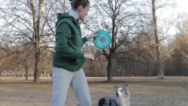 Dog training with funny