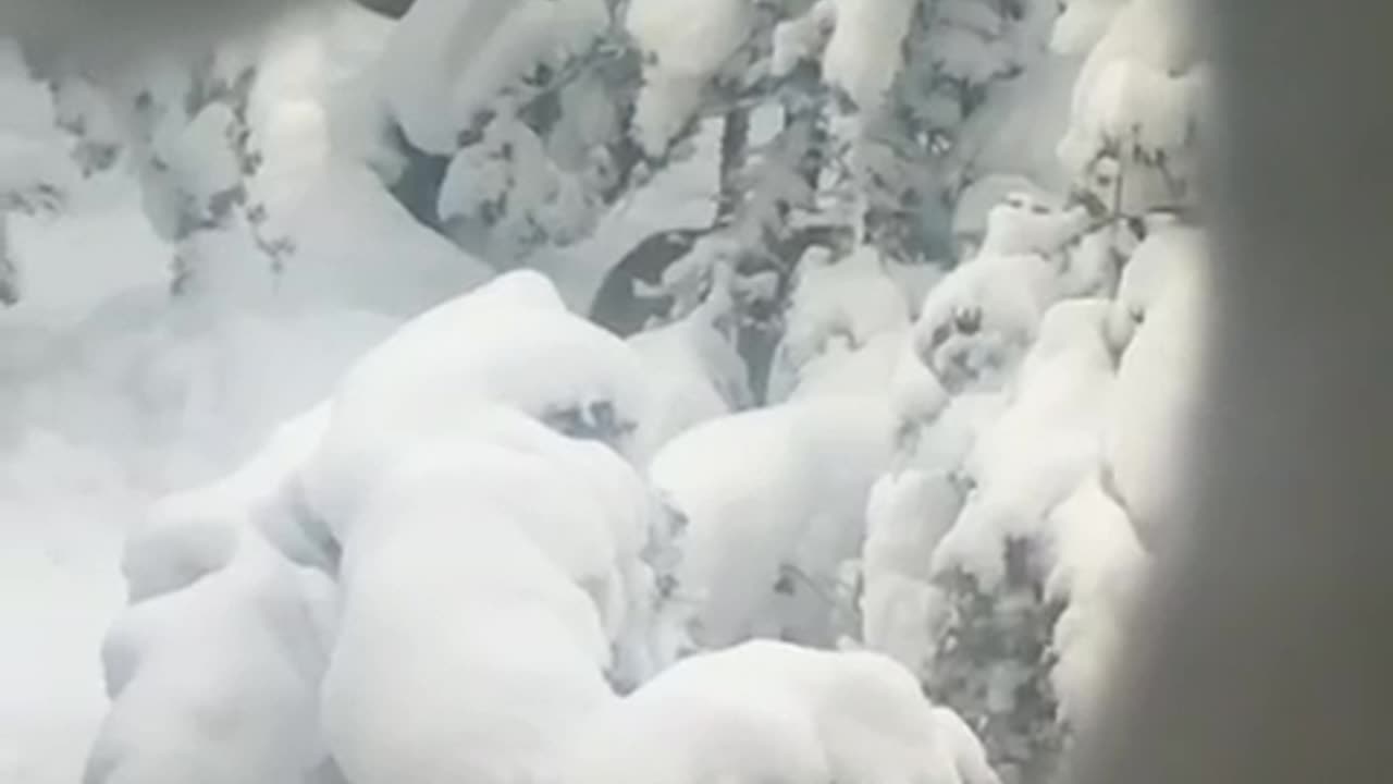 Fox in snow