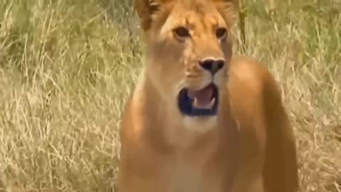 Aghast! The Brutal Moment When the Fierce Lion Couldn't Avoid The Giant Lizard Bites| Wildlife 2023