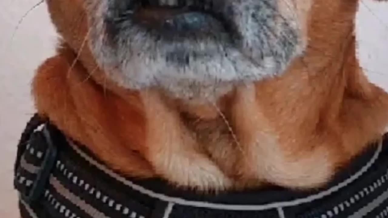 Truth Pups~Behind The Scenes News