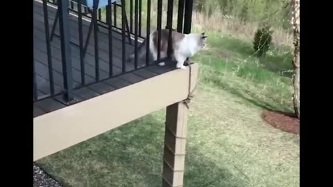 Funniest Animals 🐧 - Best Of The 2020 Funny Animal Videos 😁 - Cutest Animals Ever
