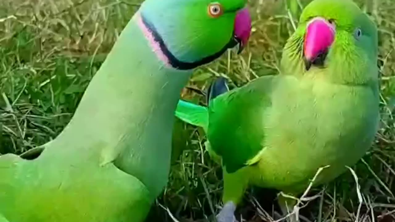 Perrot talking with Beautiful voice amazing# shortage#. #amazing #short videos# of the #world