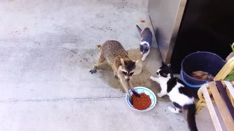 What’s this kind of animal#foryou #Aminal #funnyanimals#animals