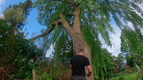 Climbing and cutting Willow