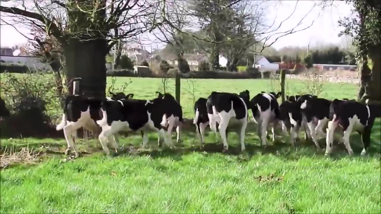 Cows Go Moo (Baby Edition) - CUTEST Compilation