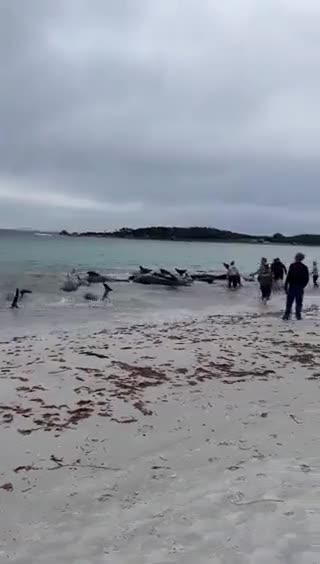 At least 51 whales have died in a mass stranding at Cheynes Beach in Western Australia