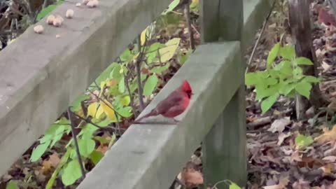 Male Cardinal James Gardens Toronto