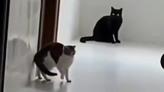 Cat funny video