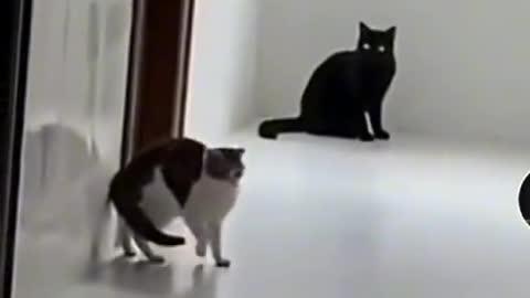 Cat funny video