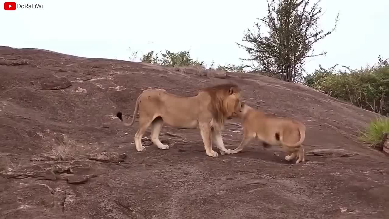 Lion VS Tiger Real Fight - Tough Creatures