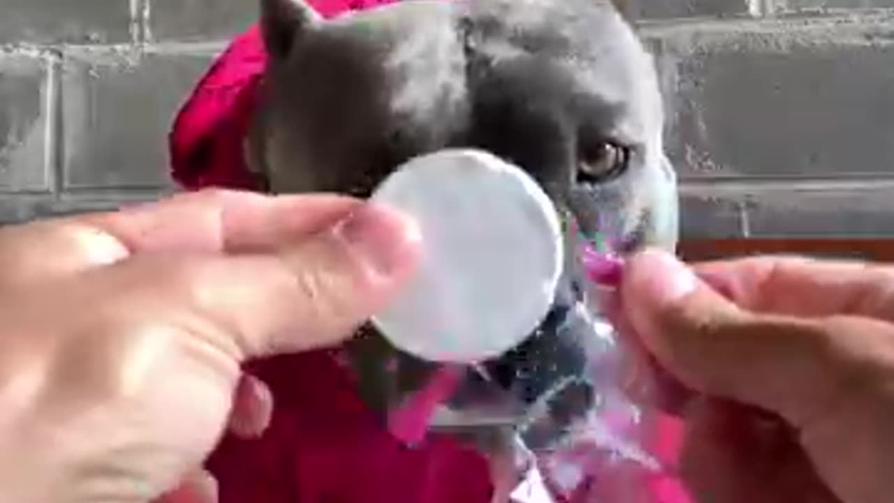 Dog routine