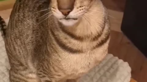 #FunnyAndCuteAnimalShorts #162 #HappyCats #CatVideos #FunnyVideos #StrangeCats