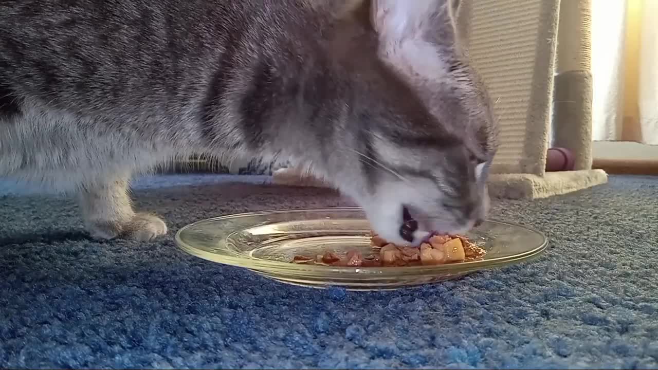 Frisky Eats Roasted Turkey