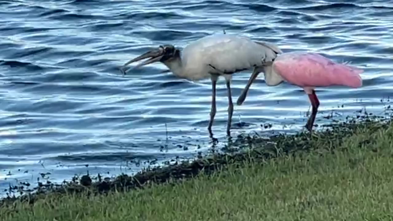 Stork & Spoonbill