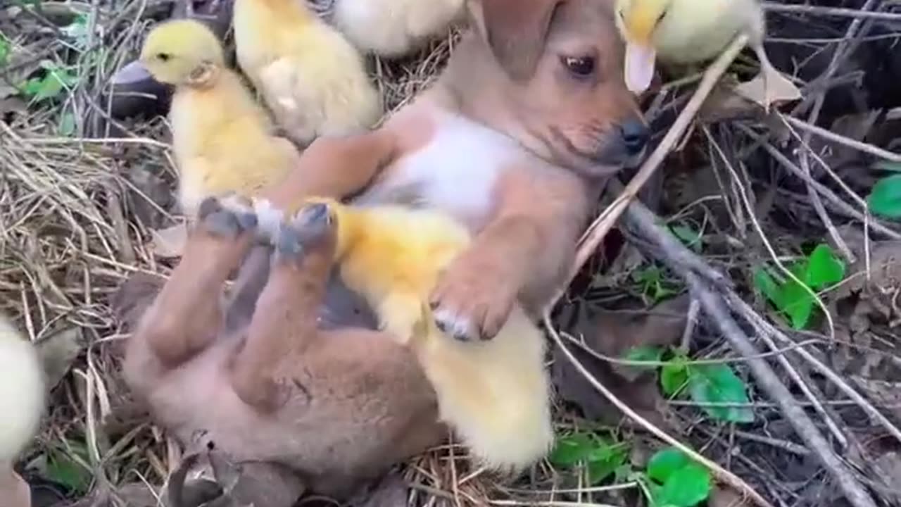 animales en situaciones random
